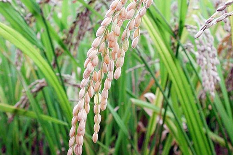 Palay output declines in Q4