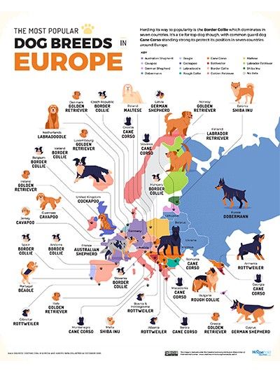 Shih Tzu is most popular dog breed in Philippines — study