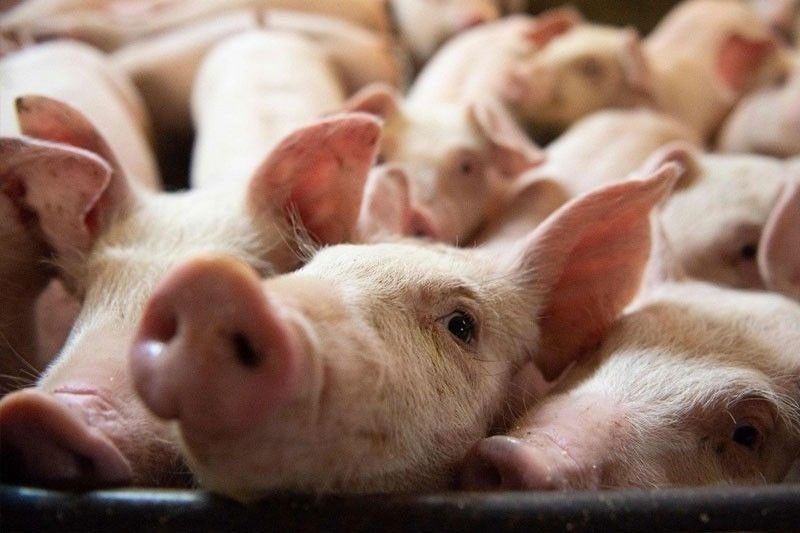 Over 62,000 hogs shipped to Metro Manila in 2 weeks