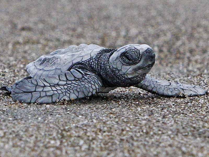 La Union conservationists see all-time high in olive ridley sea turtle hatchlings