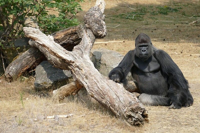 Great apes receive first COVID-19 vaccines in US zoo