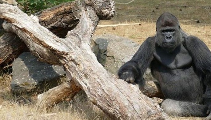 Apes like teasing, meaning jokes could be ancient trait