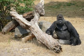 Apes like teasing, meaning jokes could be ancient trait