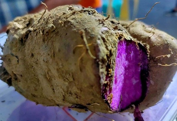 Bohol gives taste of different ube specialties at Ubi Festival