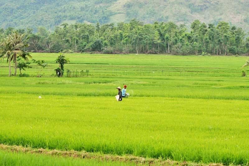 198 ektaryang palayan inatake ng insekto