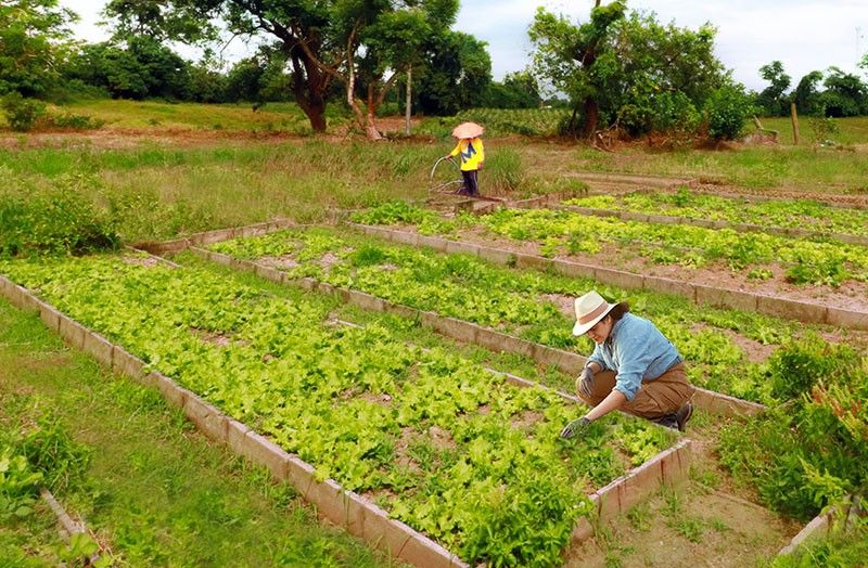 Backyard farming thrives at Tagaytay Highlandsâ�� The Grove