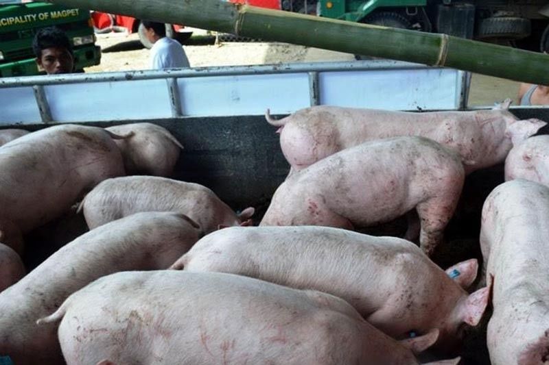 More than 164K hogs shipped to Metro Manila