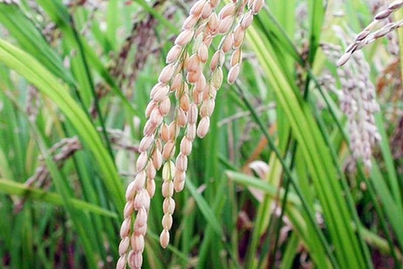 Palay output seen to grow by 7.5% in Q1