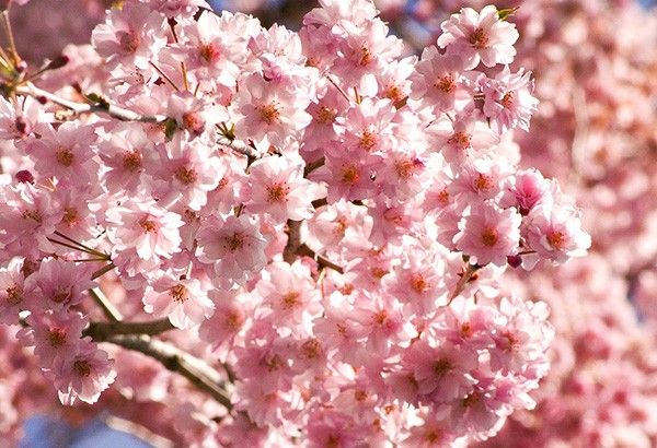 Tickled pink: It's now cherry blossoms season in these Philippine places