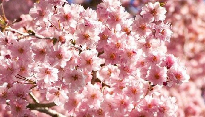 Tickled pink: It's now cherry blossoms season in these Philippine ...