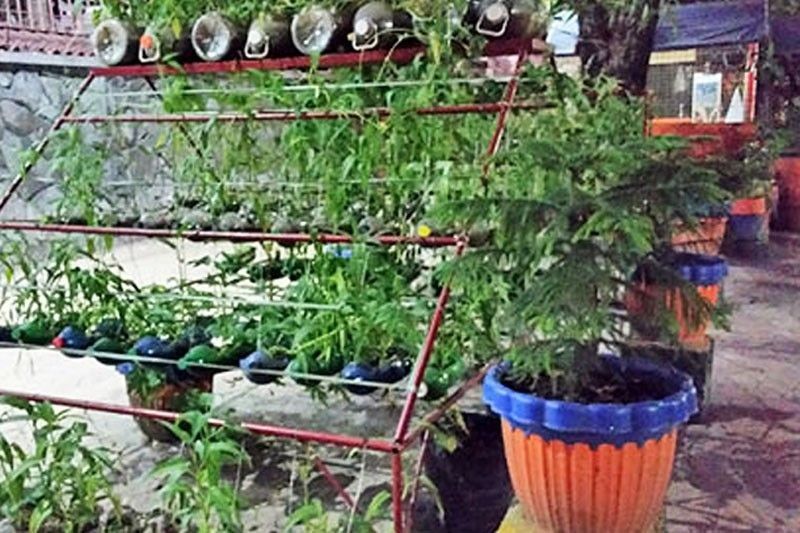 Quezon City councilor pushes urban farming