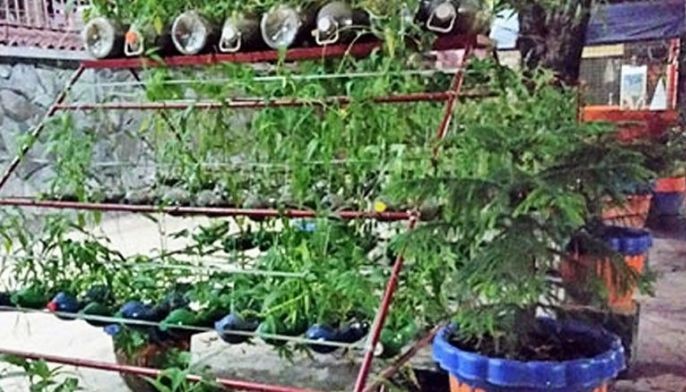 Quezon City councilor pushes urban farming