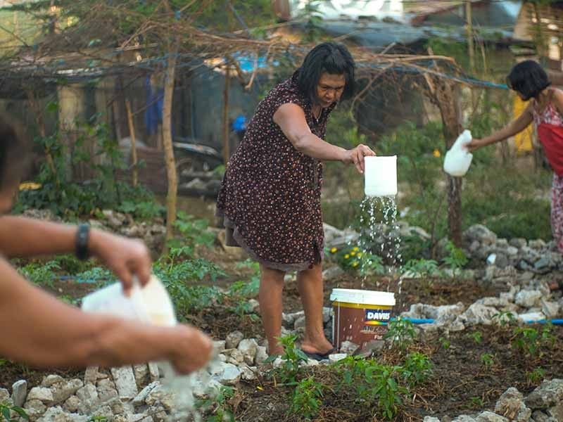 Urban poor community turns demolished homes into food security gardens