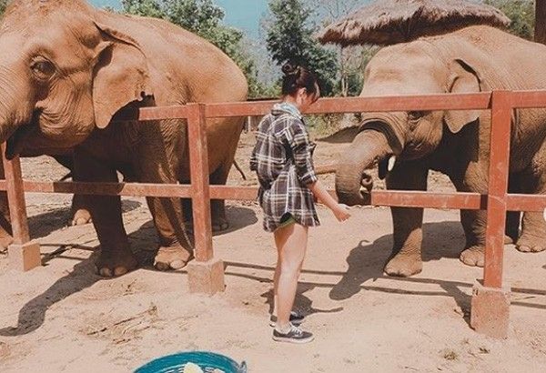 KathNiel fans adopt 2 elephants for Kathryn Bernardo