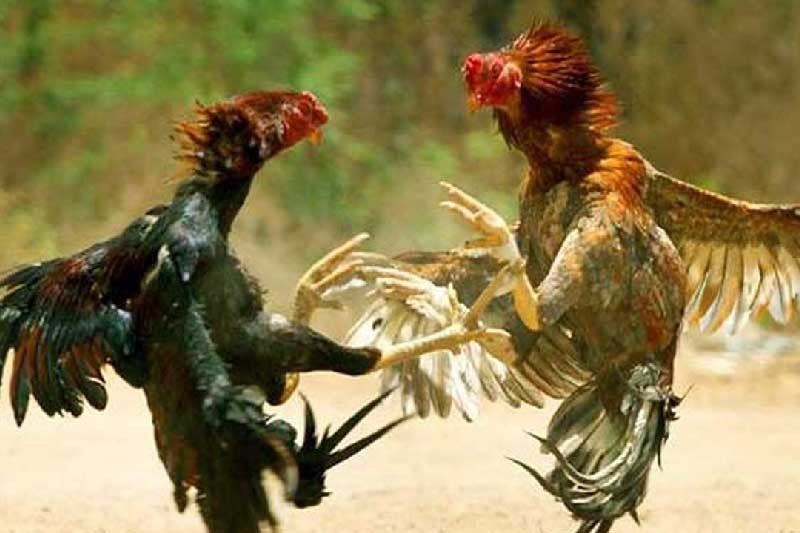 IATF extends ban on cockfighting