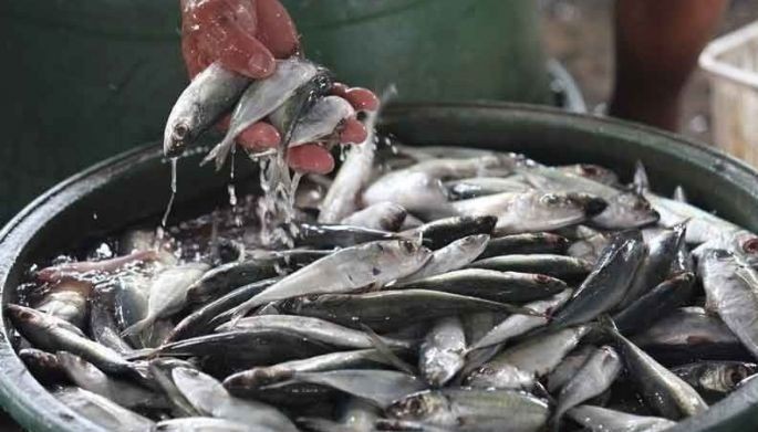 Fish unloading volumes continue to increase