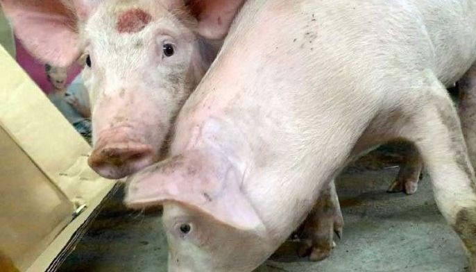 Hog raisers outraged; importers welcome lower tariffs