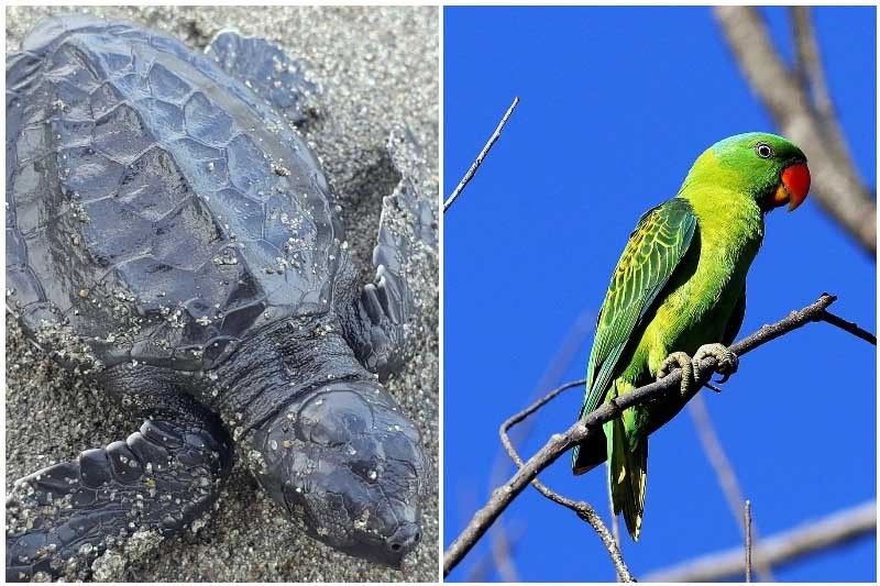 How much pawikans and blue-naped parrots contribute to the environment, tourism