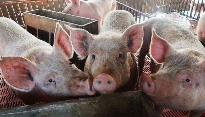 270,000 hogs delivered to Metro Manila during price cap implementation
