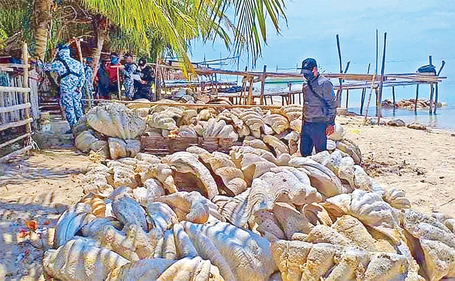 P1.2 billion giant clams seized in Palawan
