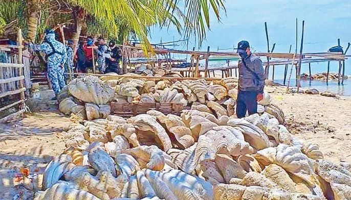 P1.2 billion giant clams seized in Palawan
