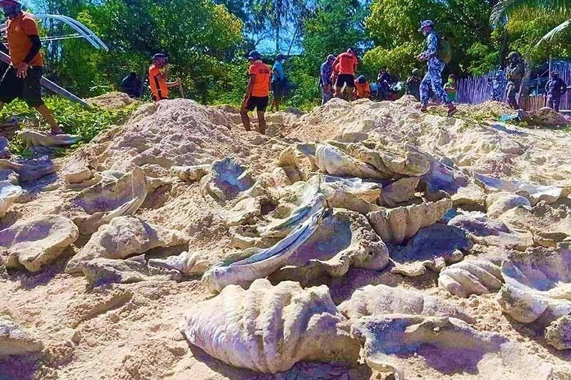 P1.2 bilyon giant clams nasabat sa Palawan, 4 nasakote
