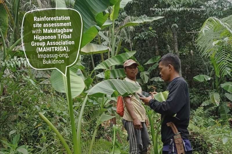 Indigenous communities lead forest restoration powered by web searches