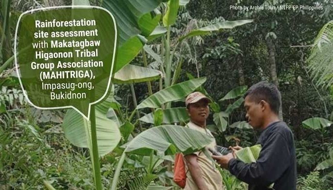 Indigenous communities lead forest restoration powered by web searches