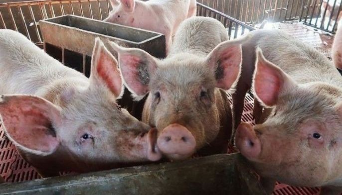 Farm sector shrinks on COVID-19, ASF double whammy