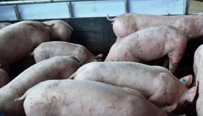 40 baboy patay sa tumagilid na trak