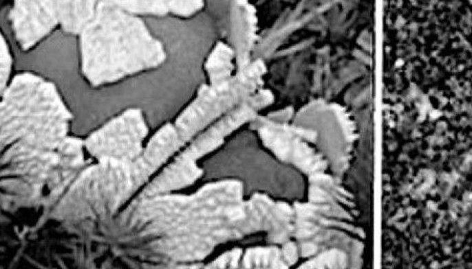 'Proof of life': Scientists claim they found mushroom on Mars
