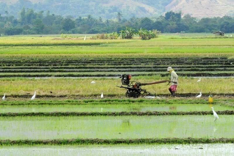 Agriculture production falls 3.3% in Q1