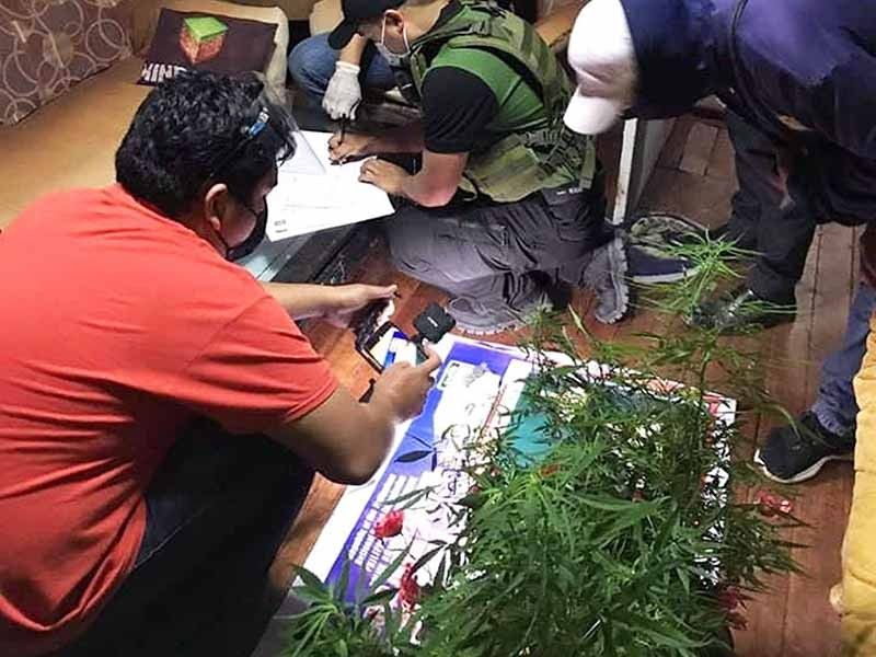 PDEA, police take 14 marijuana plants from 'high-value' 60-year-old man