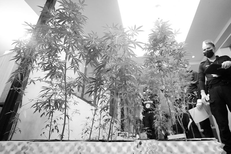 High-tech na plantasyon ng marijuana sa condo unit, nabuko