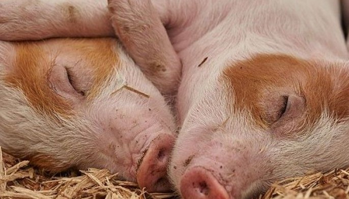Mammals can breathe through anus in emergencies &mdash; study