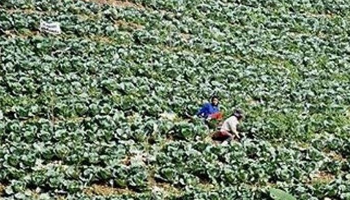 Mga batan-on gitudloan sa pagpananom