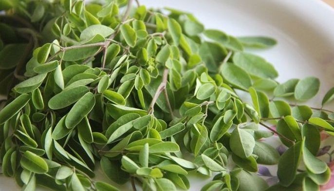 Malunggay health benefits: Inflammation reduction, recovery support, and more