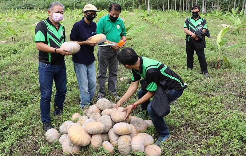 UN helps develop farms of former Moro fighters