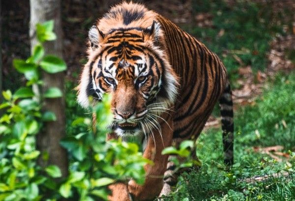 Bengal tiger found unharmed after week missing in Texas | Philstar.com