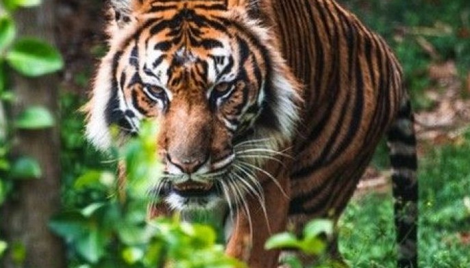 Bengal tiger found unharmed after week missing in Texas
