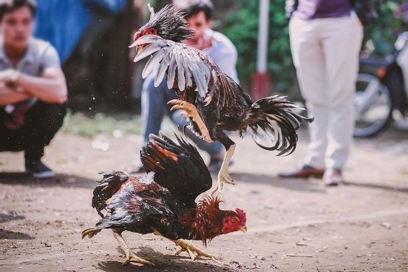 PNP to crack down on illegal cockfighting after arrests