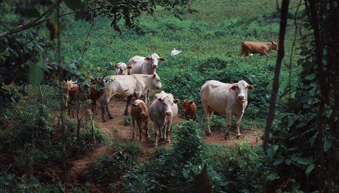 DOH: Anthrax risk 'very low' for most Filipinos