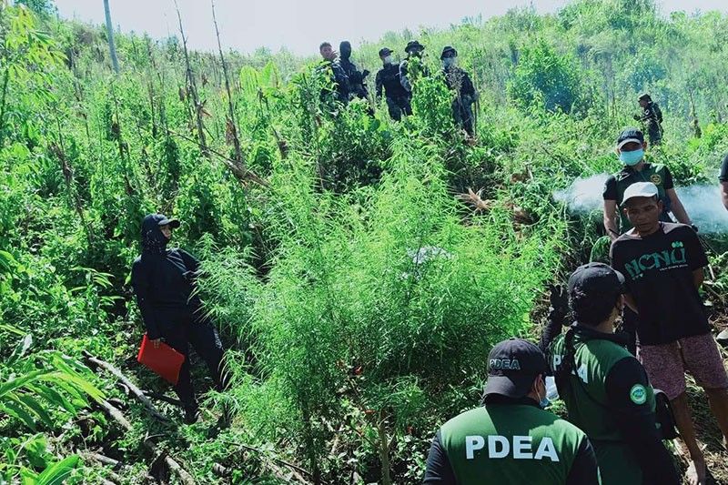 11,136 marijuana plants seized in South Cotabato
