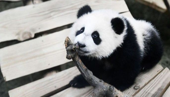 Fossil discovery solves mystery of how pandas became vegetarian |  Philstar.com