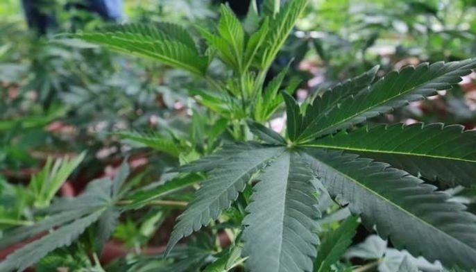 P45.9 million marijuana destroyed in Benguet