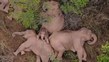 Asian elephants mourn, bury their dead calves: study
