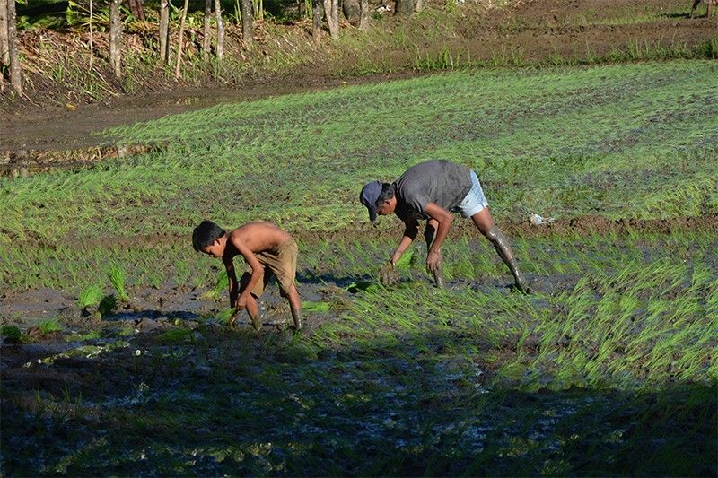 DA seeks competitive youth for â��Young Farmers Challengeâ�� agribusiness grant