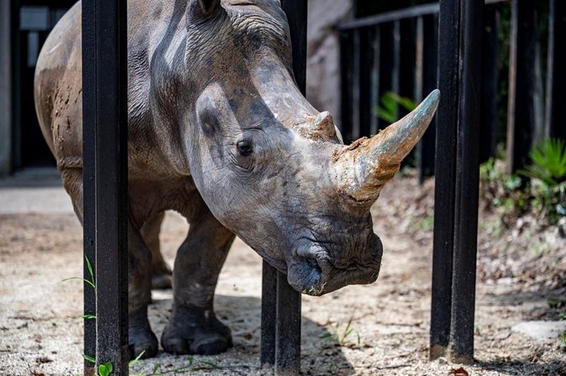 Looking for love, white rhino 'Emma' lands in Japan