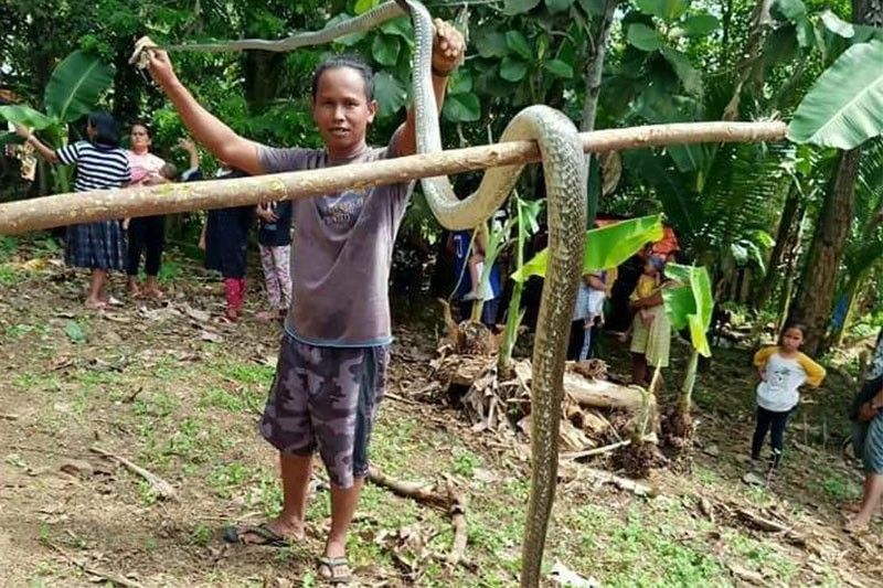 Another large King Cobra killed by farmer in North Cotabato