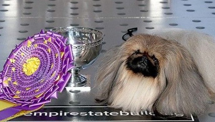 What makes 'tiny' Wasabi win big at one of world's oldest dog competitions?